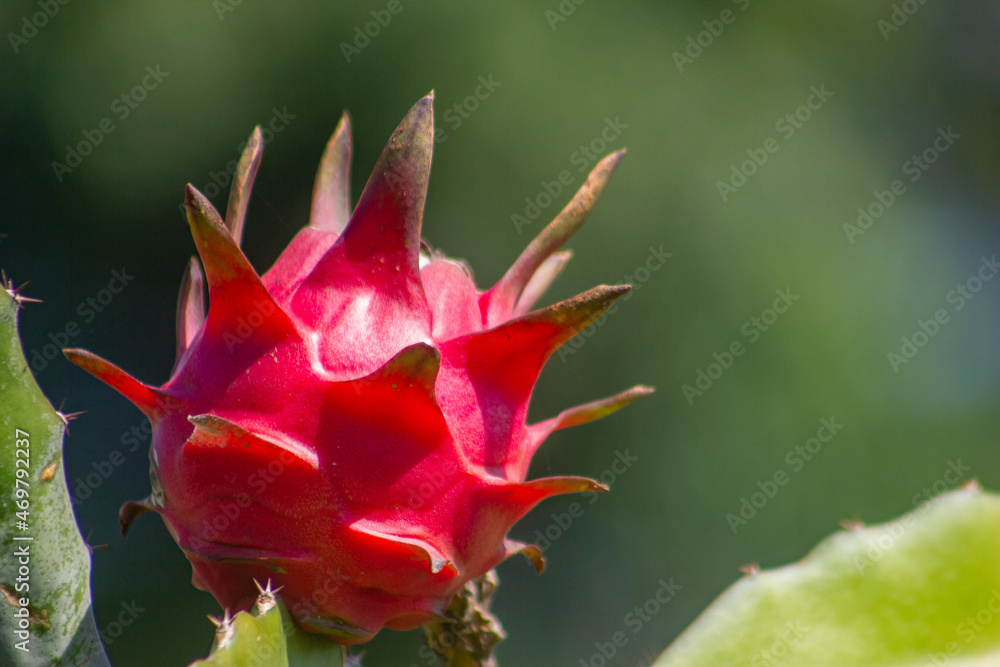 PITAHAYA OR DRAGON FRUIT, RED IN ITS CACTUS, IN ORGANIC CULTURE PITAHAYA OR DRAGON FRUIT, RED IN ITS CACTUS, IN ORGANIC CULTURE