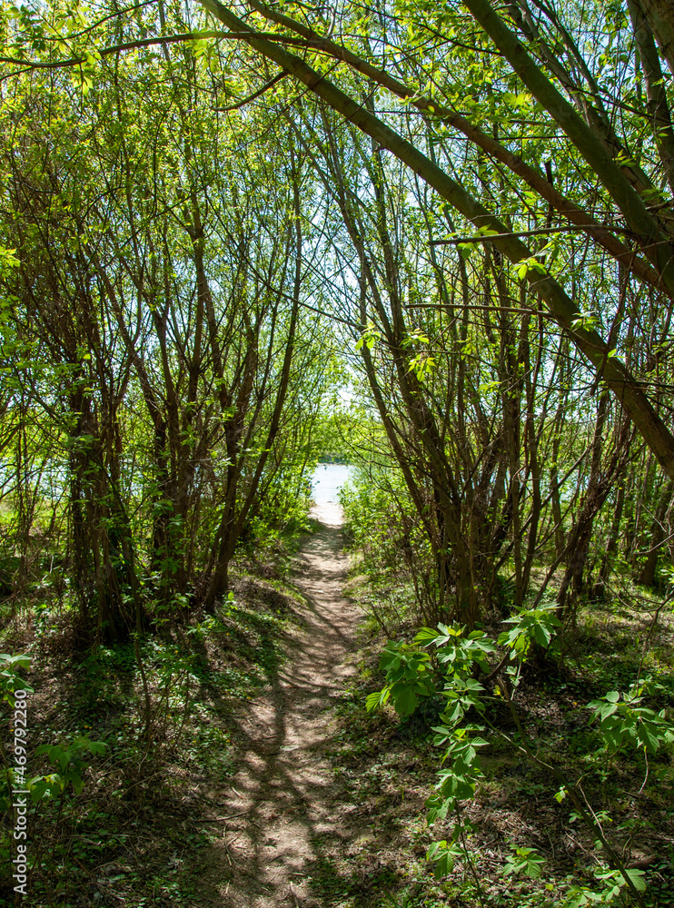 Obraz premium path in the forest