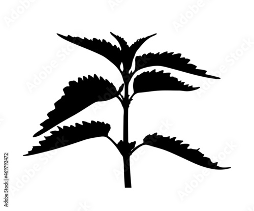 nettle (Urtica dioica) silhouette isolated on white background