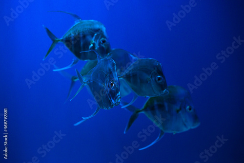 Selene fish Atlantic moonfish swarm in blue water ocean aquarium nature  photo
