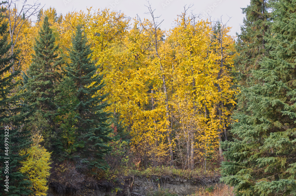 Autumn Scenery at Whitemud Park in Edmonton, AB