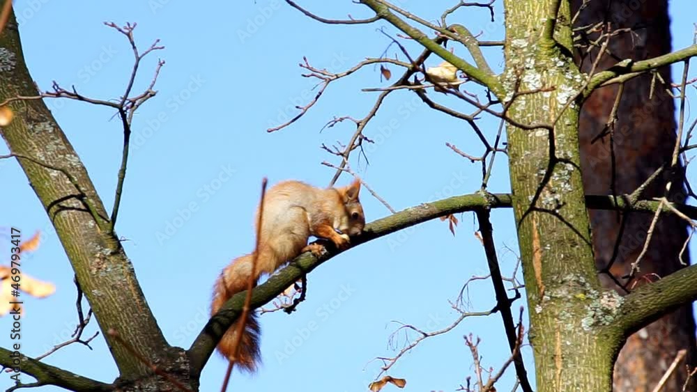 A squirrel sitting on a tree branch cheerfully gnaws a treat found in the forest, happily posing. A squirrel sitting on a tree branch cheerfully gnaws a treat found in the forest, happily posing.