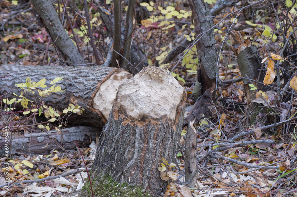 Fototapeta premium A Stump in the Woods