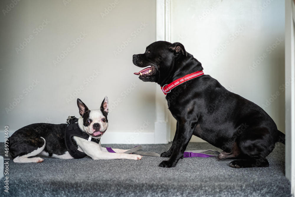 Boston Terrier puppy lies on the ground indoors in front of a Staffordshire Bull Terrier dog. The dog is sitting. They are indoors. The puppy is wearing a harness and lead. The Dog has a red collar