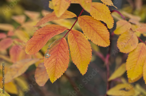 Close up of Autumn Leaves