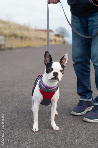 White faced Boston Terrier puppy wearing a harness on a lead. She is standing and being held by a man wearing jeans. They are outside on an asphalt promenade.