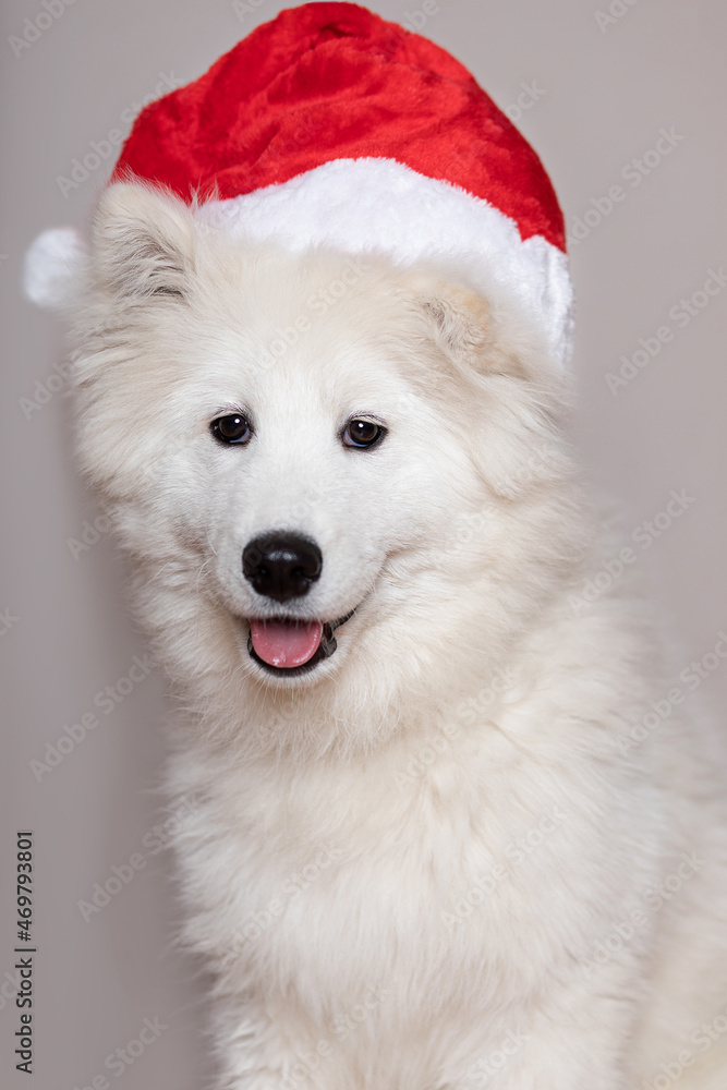 Christmas, new year concept of white puppy dog Samoyed Laika breed. Close-up vertical studio shot of 2022. Christmas, new year concept of white puppy dog Samoyed Laika breed. Close-up vertical studio shot of 2022.