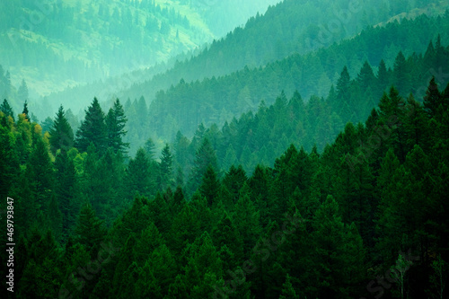 Canvastavla Lush Green Pine Forest in Wilderness Mountains Growth Light Valley