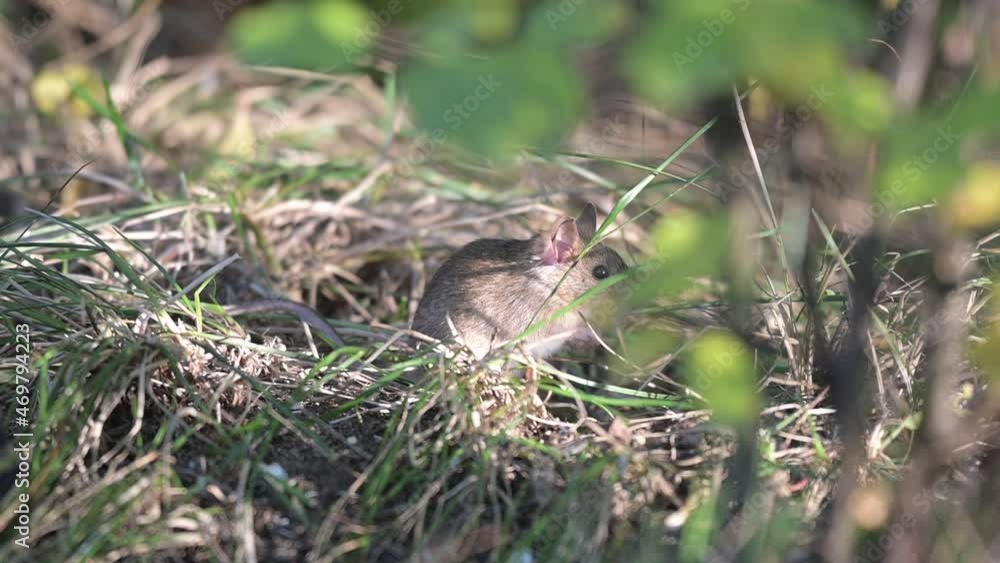 A mouse in the forest, hiding in the grass. Wood Mice Apodemus sylvaticus. The mouse sniffs and turns its head. Close up. Slow motion. A mouse in the forest, hiding in the grass. Wood Mice Apodemus sylvaticus. The mouse sniffs and turns its head. Close up. Slow motion.