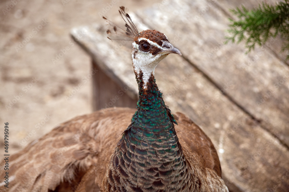 Beautiful female peacock in bright colors. Close-up. Animals in wildlife. Female peacock looks into the frame at close range. Female peacock. Beautiful female peacock in bright colors. Close-up. Animals in wildlife. Female peacock looks into the frame at close range. Female peacock.