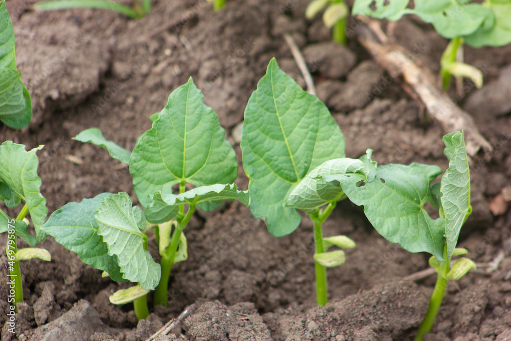 BEAN PLANTS IN EARLY AGE, IN THE SAN JUAN VALLEY PLANTATION, SOUTH OF THE DOMINICAN REPUBLIC BEAN PLANTS IN EARLY AGE, IN THE SAN JUAN VALLEY PLANTATION, SOUTH OF THE DOMINICAN REPUBLIC