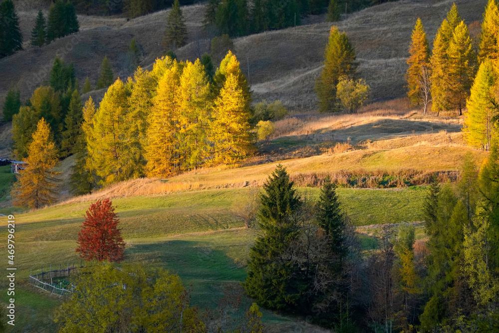 Obraz premium Larch forest in autumn, Dolomites, Italy