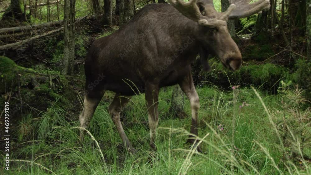 moose in Swedish forest in summer moose in Swedish forest in summer