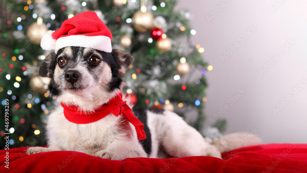 Beautiful little black and white dog in a Santa hat lies on a red pillow under the Christmas tree. Christmas, holidays concept. Dog in a red hat close up. Pets. Animal care. New Year's card.