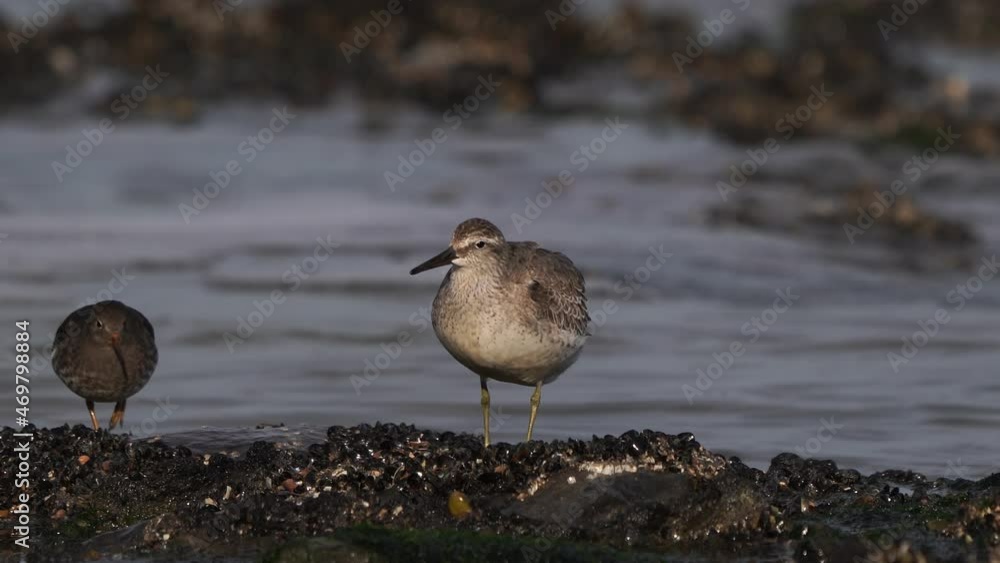Knot (Calidris canutus) along the coast and running water Knot (Calidris canutus) along the coast and running water