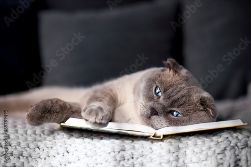 Tired and bored cat lies on a book