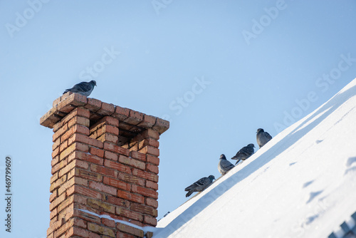 Doves on the roof and on the chimney of the house. Winter, snow on the roof.