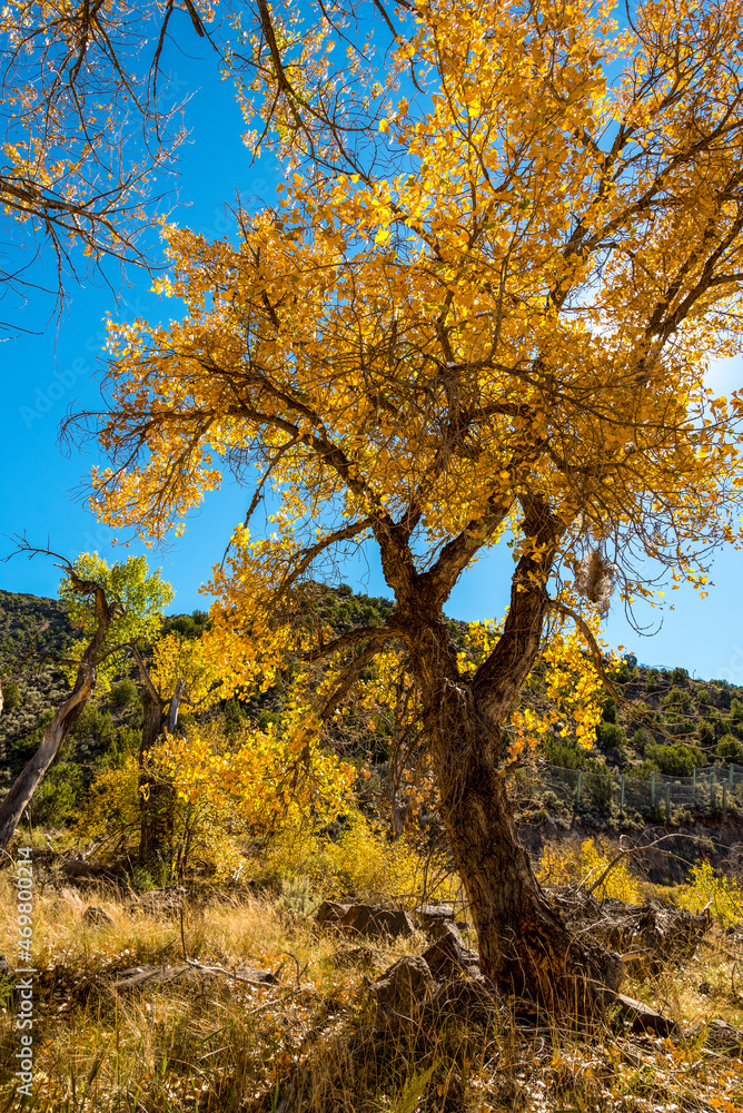 Scenic trees with vibrant yellow leaves at the Rio Grande