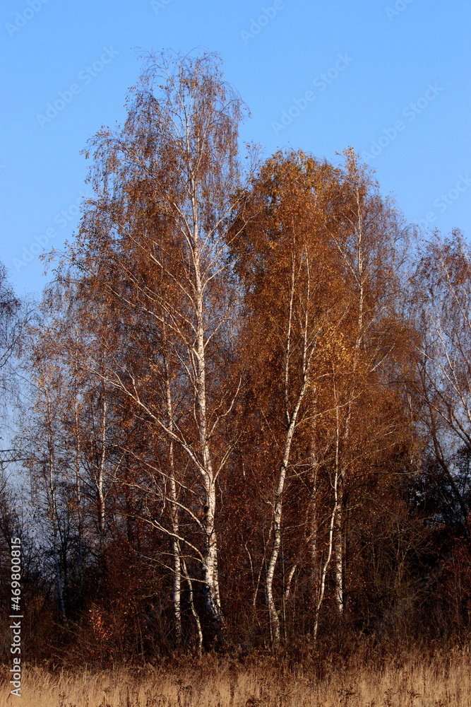 drzew, charakter, zima, bory, krajobraz, niebo, drzew, śnieg, jesienią, przeziębienie, park, blękit, pora roku, drewna, słońce, mróz, lodu, jary, brzoza, feuille, biała, drewna, feuille, galąz, zieleń drzew, charakter, zima, bory, krajobraz, niebo, drzew, śnieg, jesienią, przeziębienie, park, blękit, pora roku, drewna, słońce, mróz, lodu, jary, brzoza, feuille, biała, drewna, feuille, galąz, zieleń