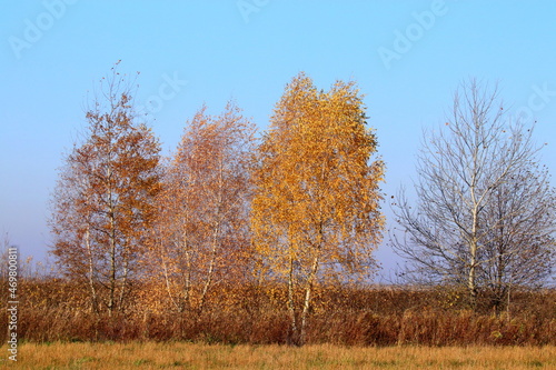 drzew  charakter  zima  bory  krajobraz  niebo  drzew    nieg  jesieni    przezi  bienie  park  bl  kit  pora roku  drewna  s  o  ce  mr  z  lodu  jary  brzoza  feuille  bia  a  drewna  feuille  gal  z  ziele  