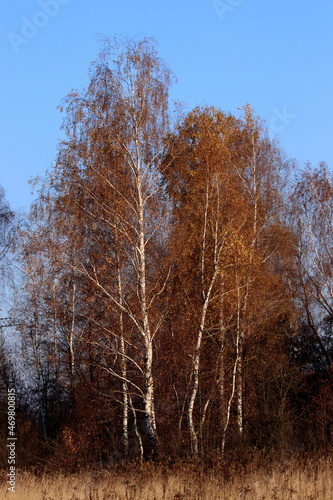 Fototapeta Naklejka Na Ścianę i Meble -  drzew, charakter, zima, bory, krajobraz, niebo, drzew, śnieg, jesienią, przeziębienie, park, blękit, pora roku, drewna, słońce, mróz, lodu, jary, brzoza, feuille, biała, drewna, feuille, galąz, zieleń