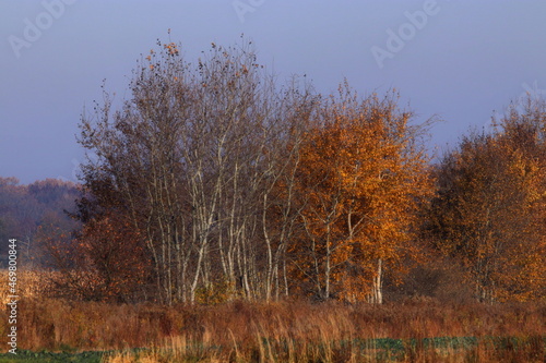 Fototapeta Naklejka Na Ścianę i Meble -  Jesień, drzew, krajobraz, charakter, jesienią, bory, niebo, drzew, brzoza, jary, blękit,   zima, opad, pora roku, feuille, zieleń, park, zółty, drewna, drewna, doba, piękne, barwa, pola