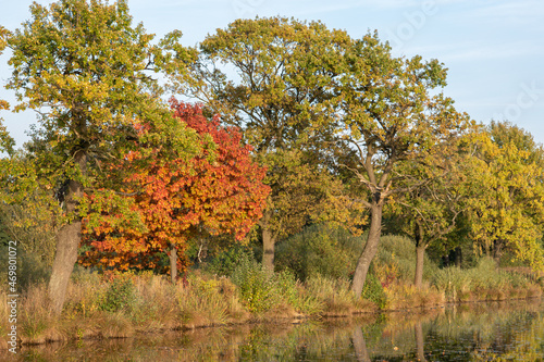 autumn trees in the field