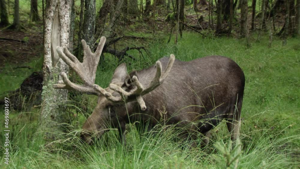 moose in Swedish forest in summer moose in Swedish forest in summer