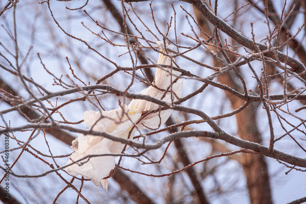 White rag on the branches of a tree, rubbish on the tree. Pollution of nature and ecology. White rag on the branches of a tree, rubbish on the tree. Pollution of nature and ecology.