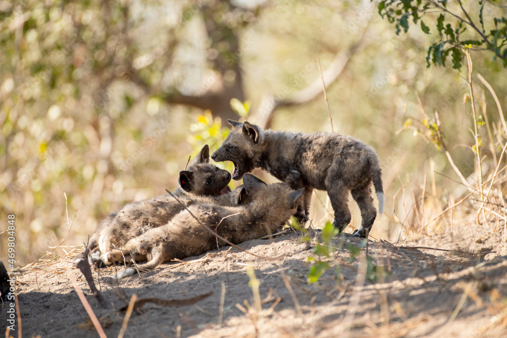Wild dog puppies, Lycaon pictus, playing near their den Wild dog puppies, Lycaon pictus, playing near their den