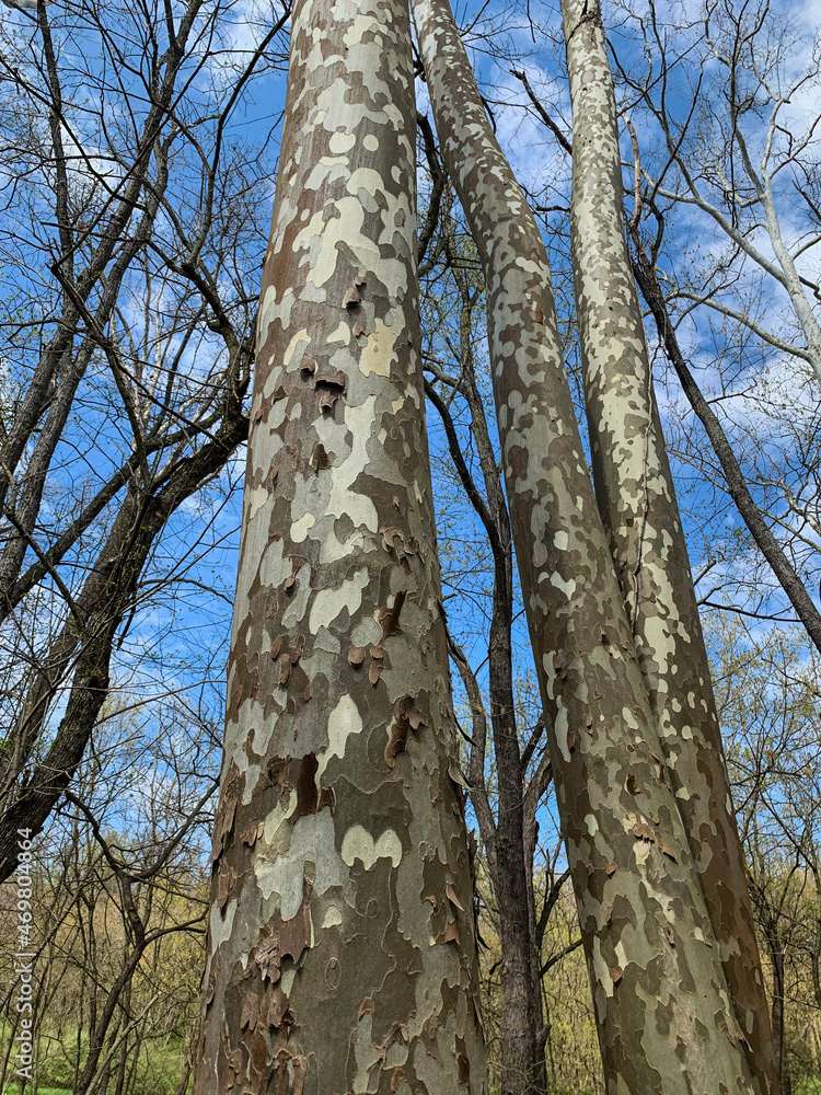 Fototapeta premium Looking up at tall, patched birch trees