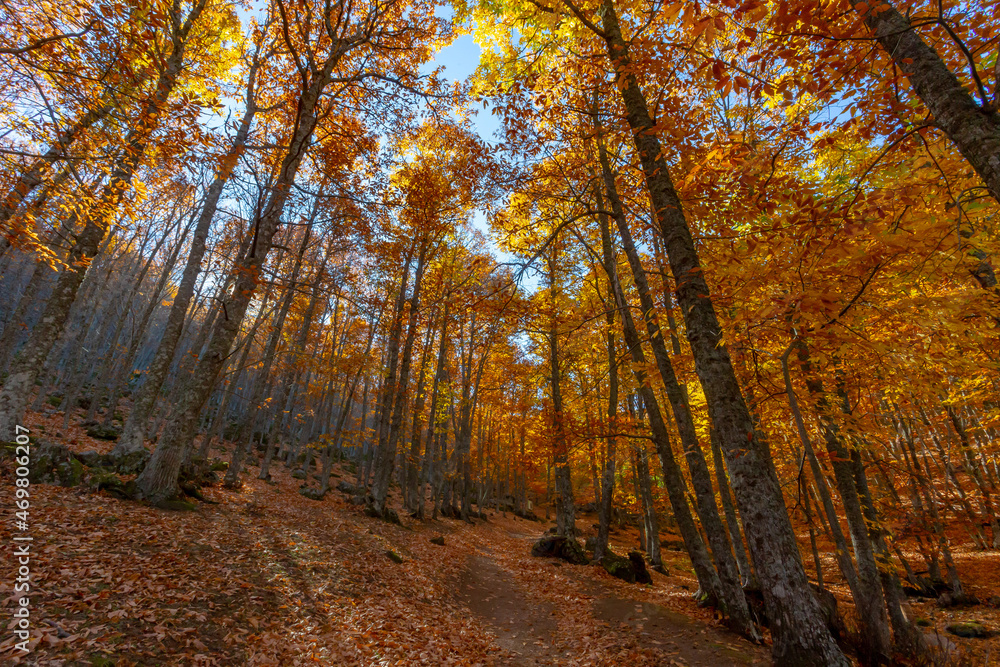 Obraz premium Forest with autumn colors
