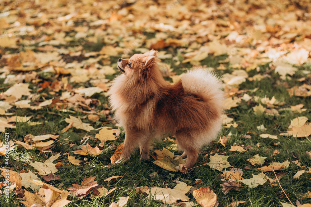 Ginger pomeranian spitz in the golden autumn park. Walk with happy dog on a sunny day. Caring for a pet, web banner