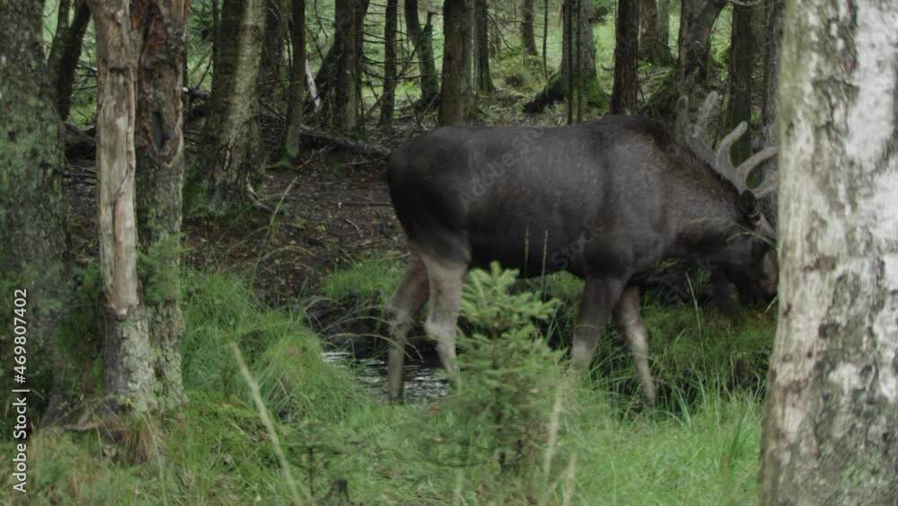moose in Swedish forest in summer moose in Swedish forest in summer