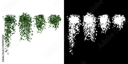 Fototapete Front view of Plant (Hanging Creepers Plants 1) Tree white background 3D Renderi