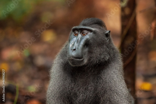 A portrait of Sulawesi crested macaque, Tangkoko National Park, Indonesia