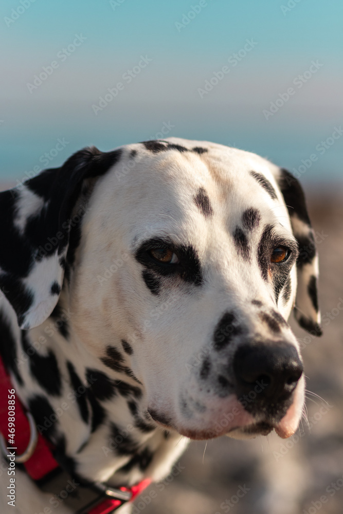 Dalmatian portrait with lake background Dalmatian portrait with lake background