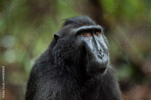 Sad looking Sulawesi crested macaque, Tangkoko National Park, Indonesia