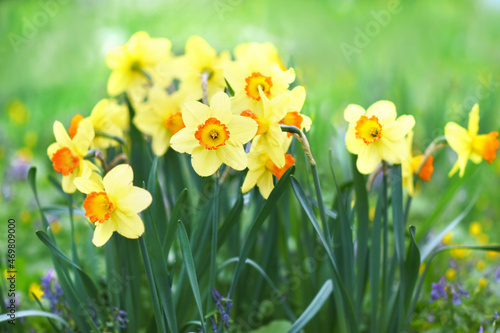 Spring blossoming light yellow daffodils in garden, springtime blooming narcissus (jonquil) flowers, selective focus, shallow DOF, toned