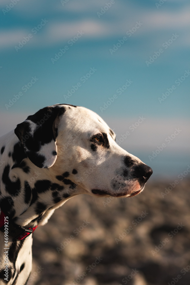 Dalmatian portrait with blue sky in background