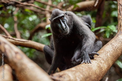 Seriosly looking Crested black macaque sitting on the tree  Tangkoko National Park  Indonesia
