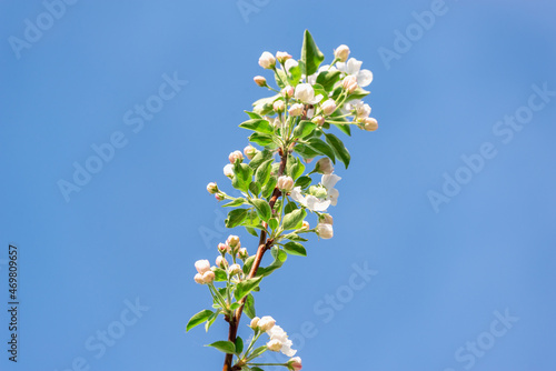 Branch in blossoming apple-tree flowers in spring.