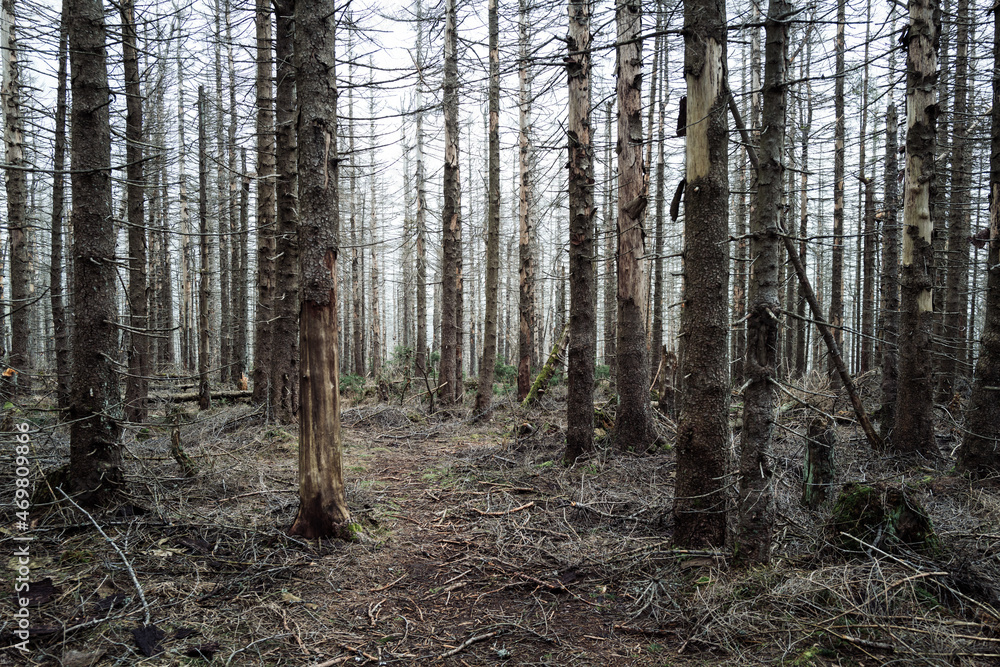 Naklejka premium Abgestorbene Fichten Monokultur im Wald