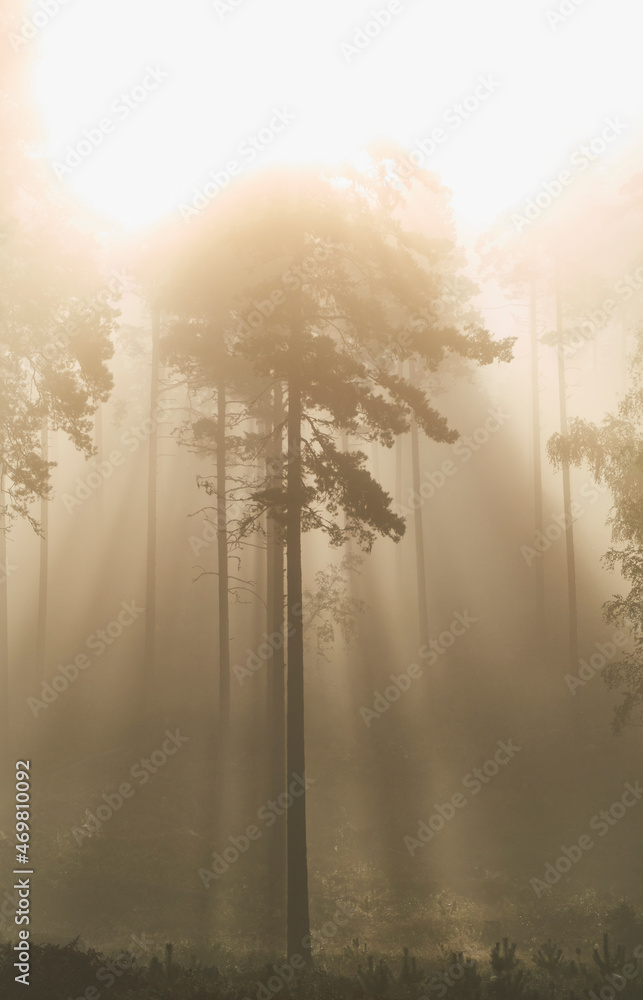 Obraz premium Sunlight shining golden orange in morning mist and fog in pine tree forest wilderness