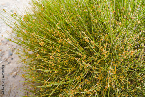 Wild plant ephedra Gobi life