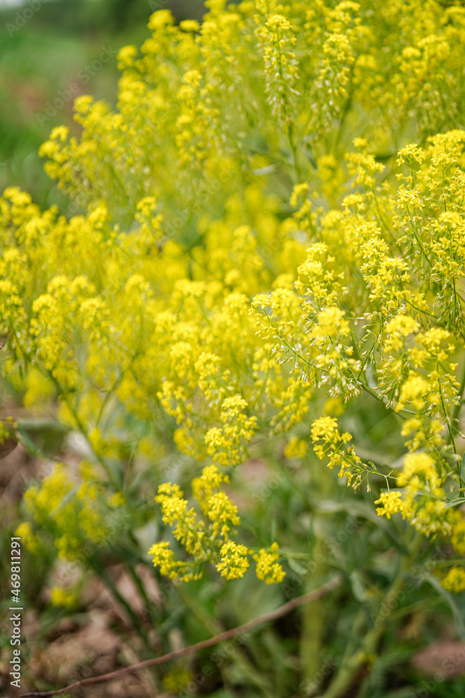 Yellow rape flowering outdoor beautiful plants