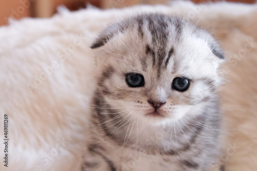 Close portrait of cute scottish fold kitten, fluffy striped gray cat