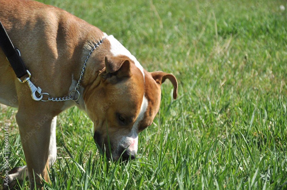 dog in the grass