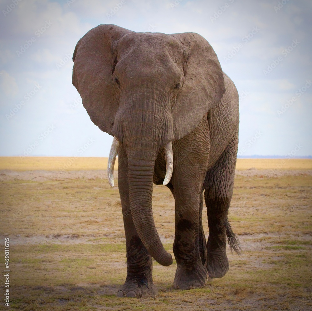 Fototapeta premium Elephants of Kenyas National Parks
