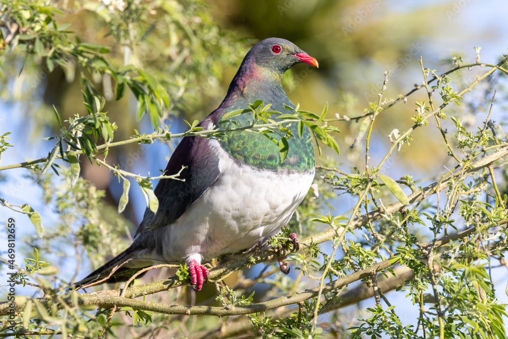 Obraz premium Kereru, Endemic New Zealand Wood Pigeon